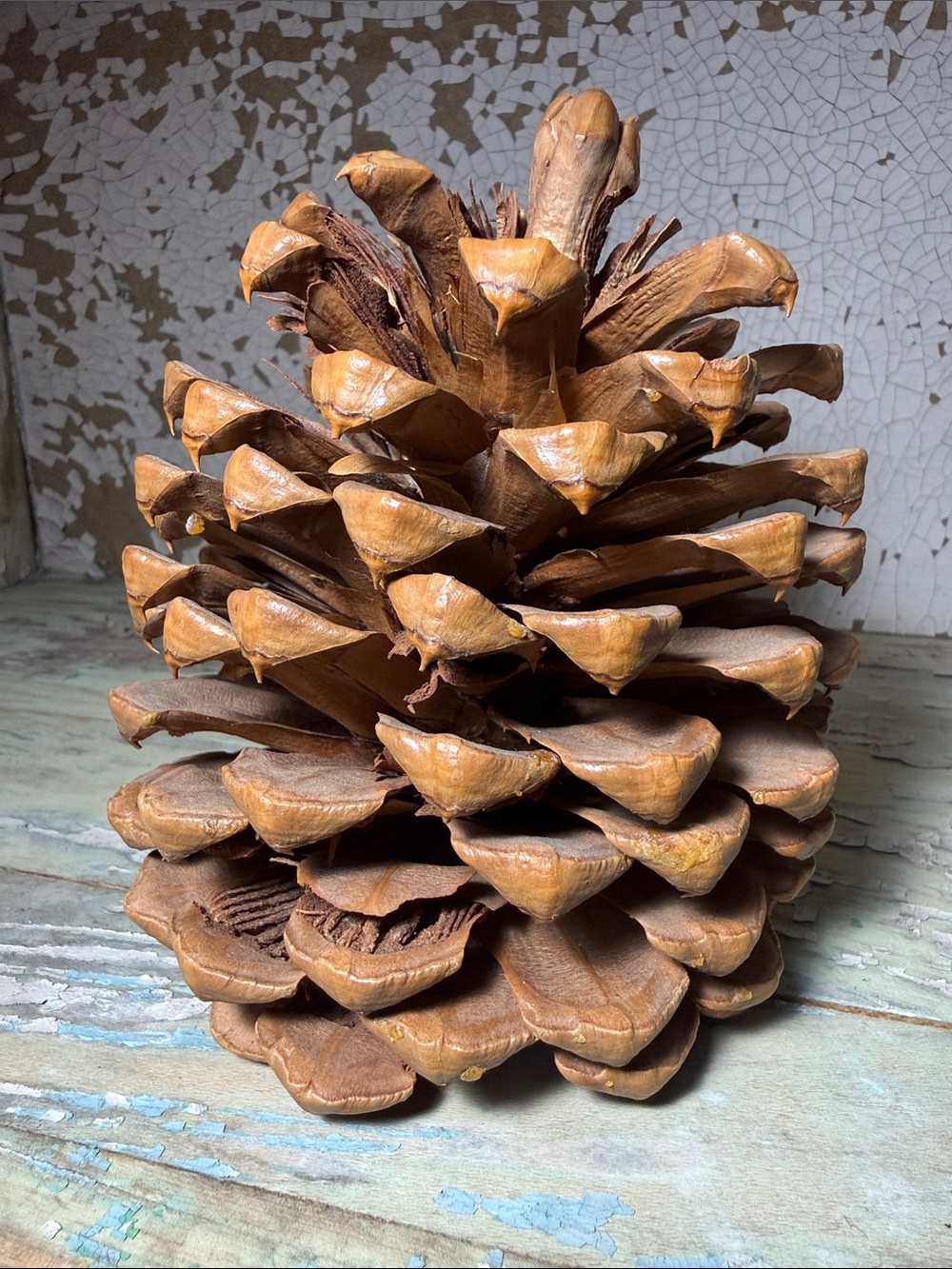 🌲 Jeffery Pine Cone